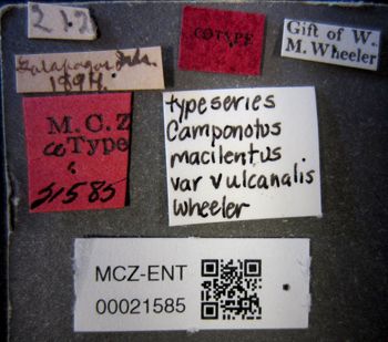 Media type: image;   Entomology 21585 Aspect: labels